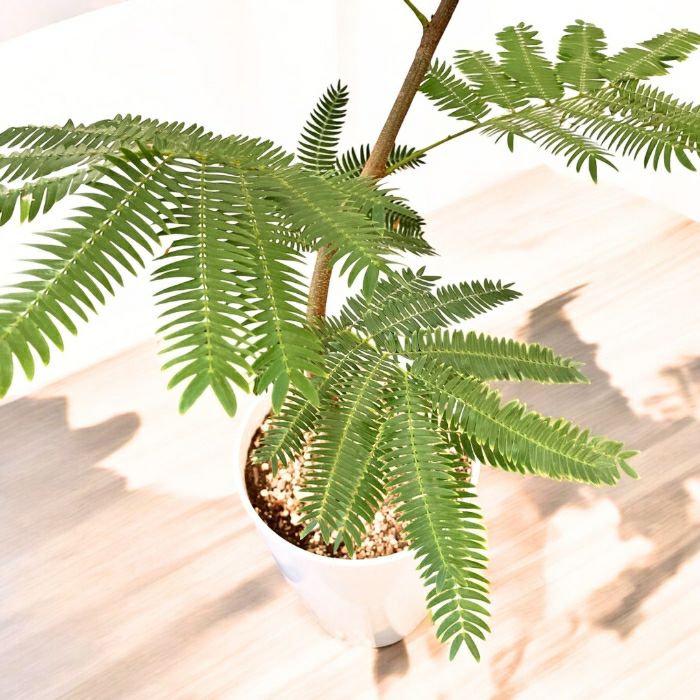 観葉植物現品販売