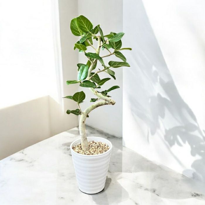 観葉植物現品販売