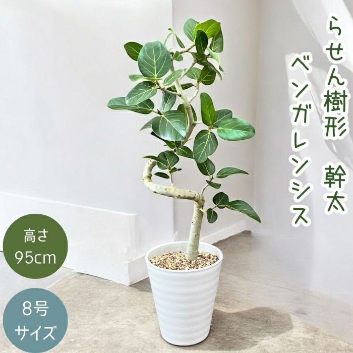 観葉植物現品販売