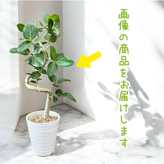 観葉植物現品販売