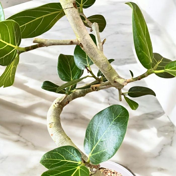 観葉植物現品販売