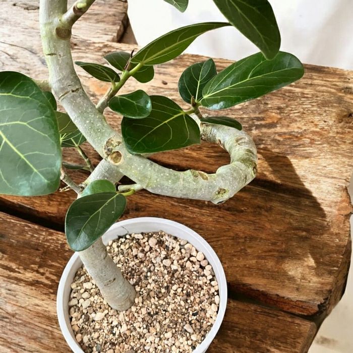 観葉植物現品販売