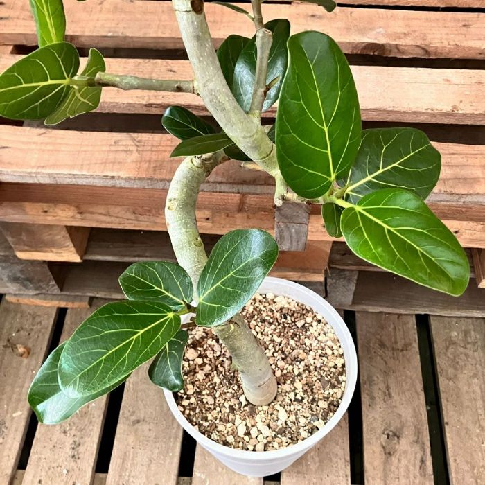 観葉植物現品販売