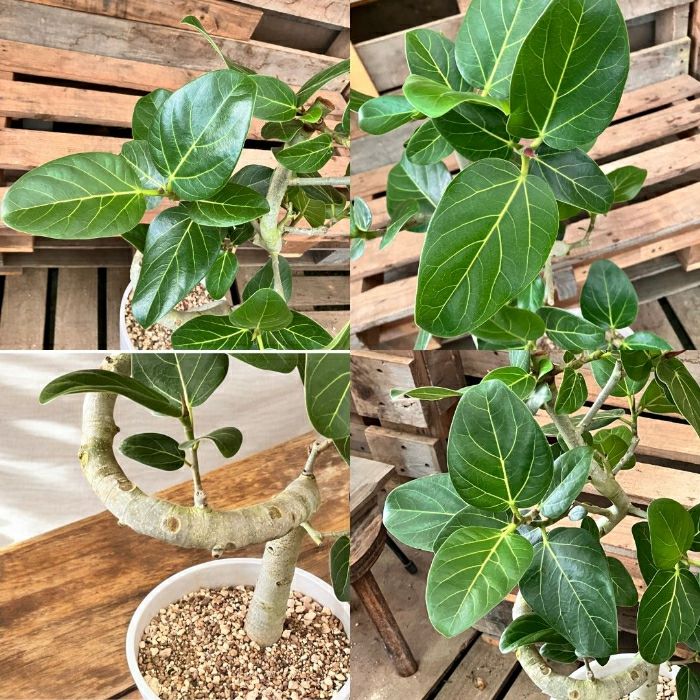 観葉植物現品販売