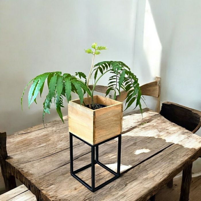 観葉植物現品販売