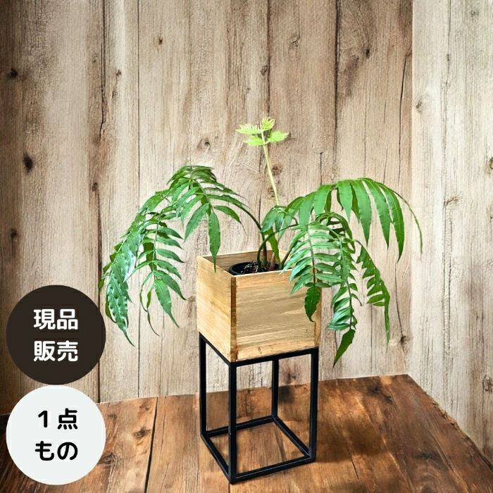 観葉植物現品販売