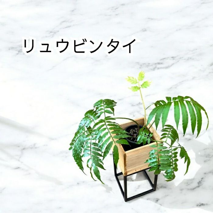 観葉植物現品販売