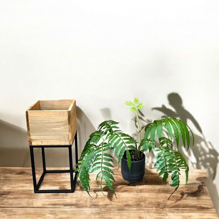 観葉植物現品販売