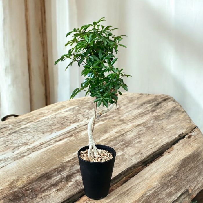 観葉植物現品販売