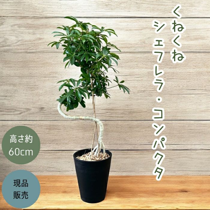 観葉植物現品販売