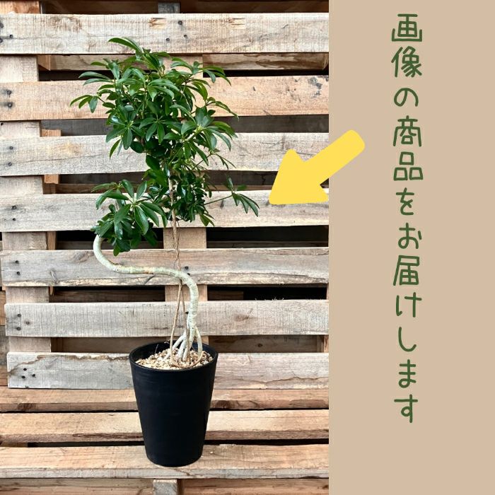 観葉植物現品販売