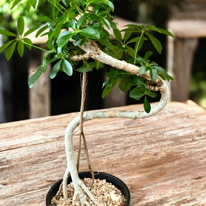 観葉植物現品販売