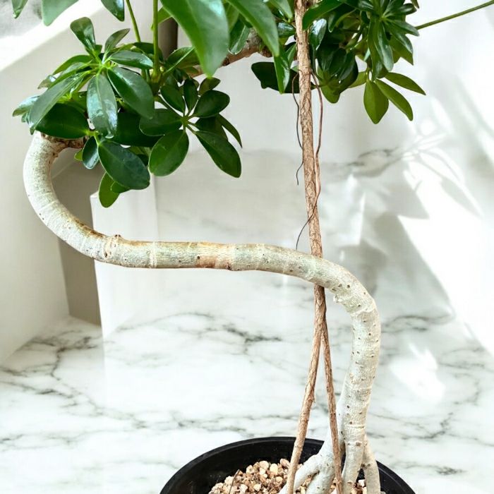 観葉植物現品販売