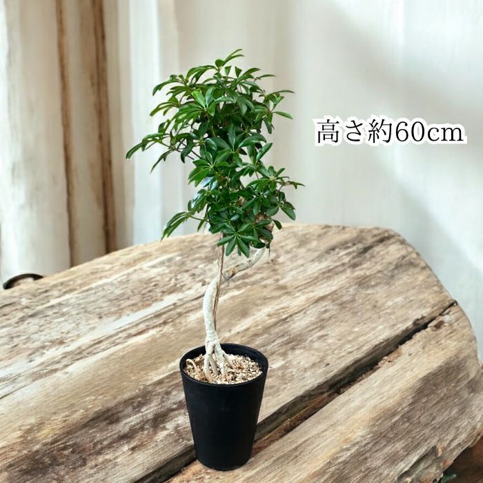 観葉植物現品販売