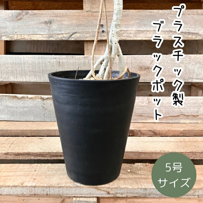 観葉植物現品販売