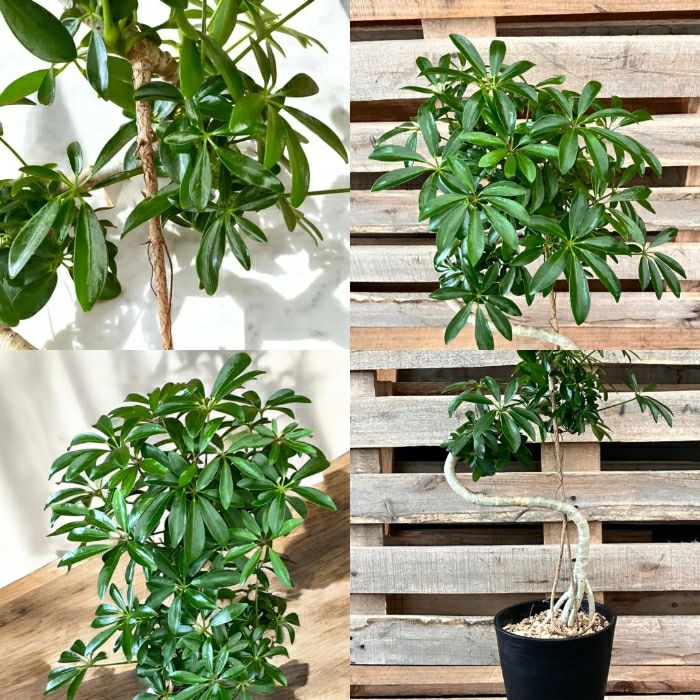 観葉植物現品販売