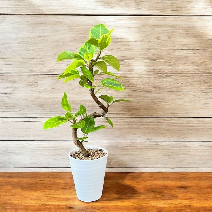 観葉植物現品販売