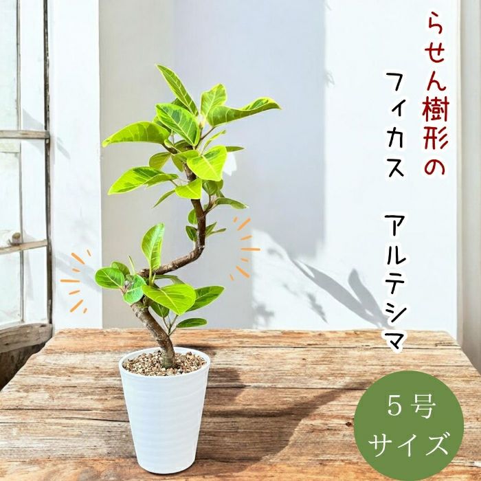 観葉植物現品販売