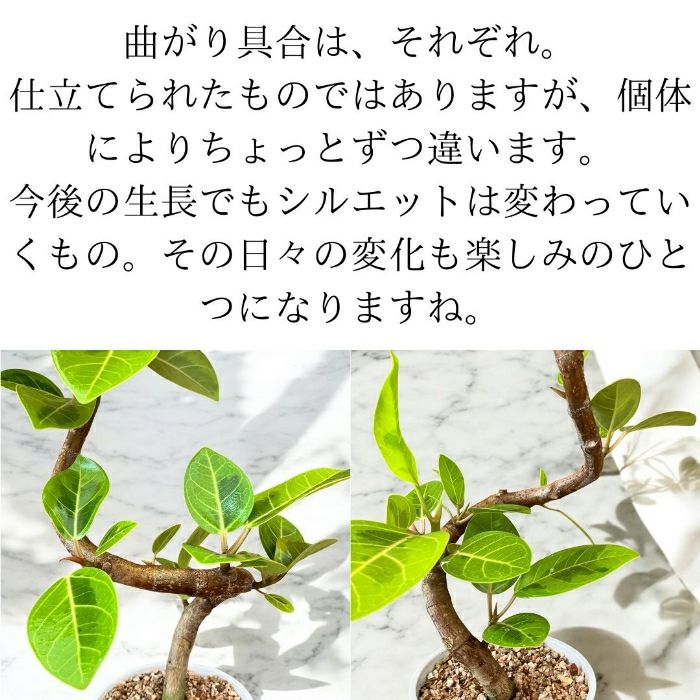 観葉植物現品販売