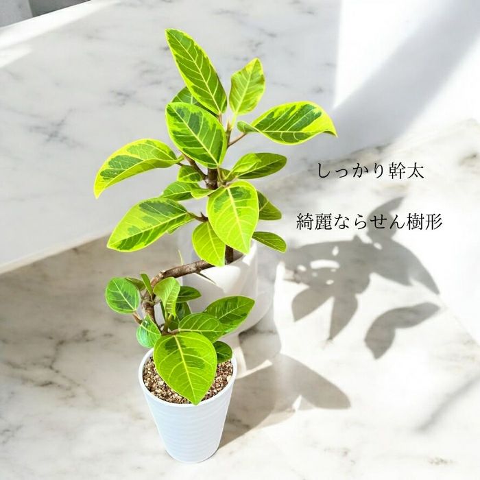 観葉植物現品販売