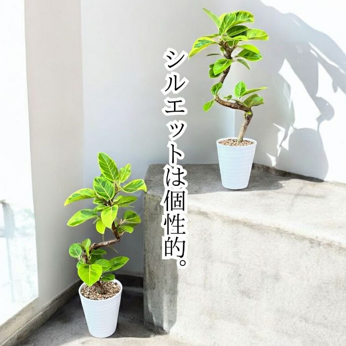 観葉植物現品販売