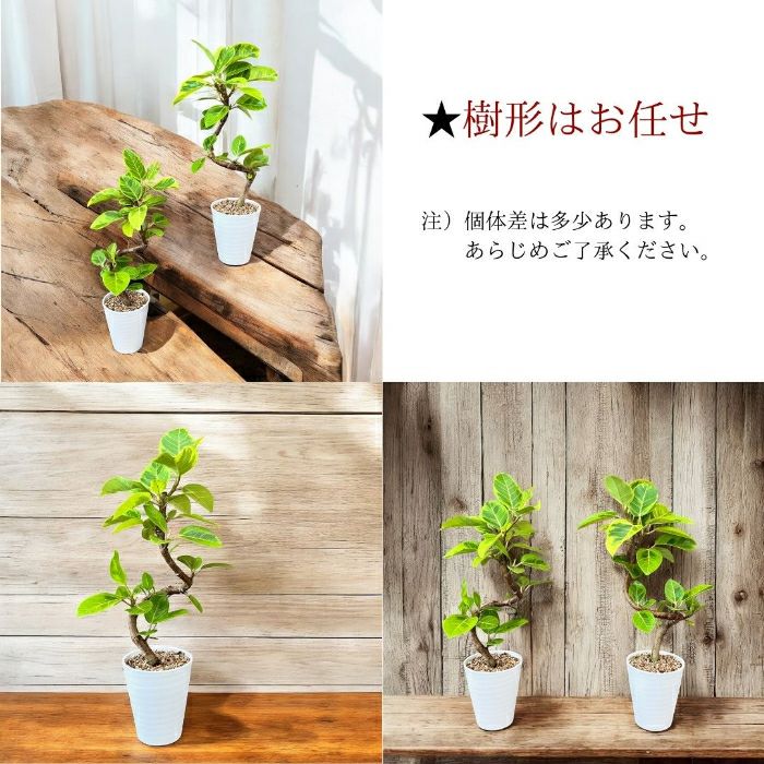 観葉植物現品販売
