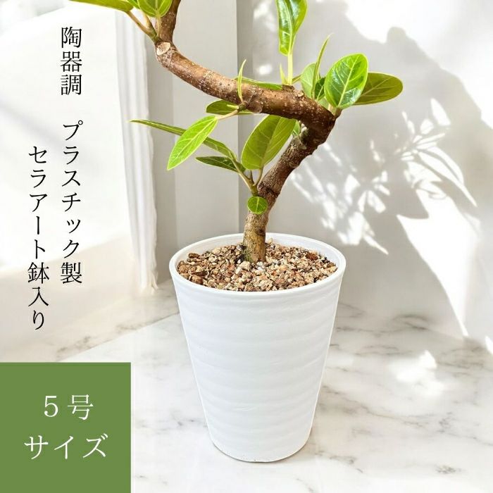 観葉植物現品販売