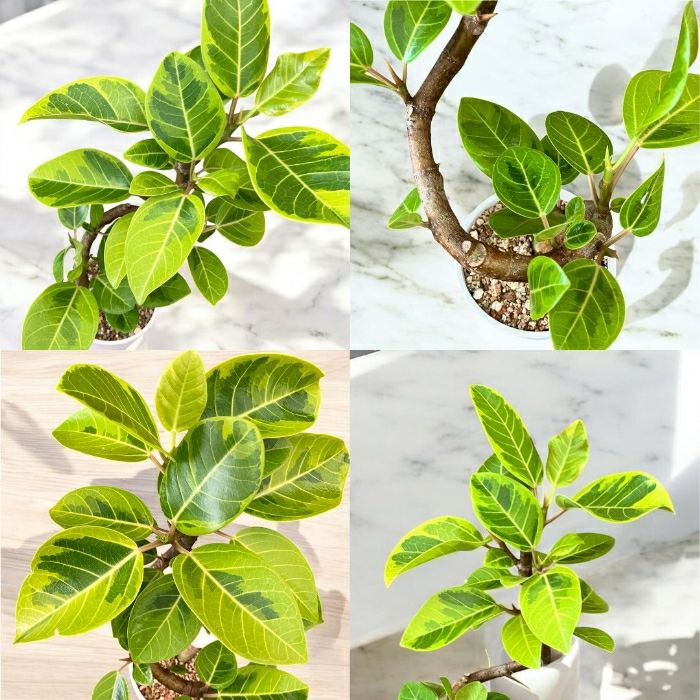 観葉植物現品販売