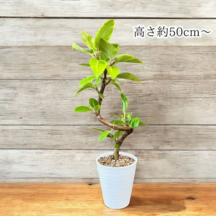 観葉植物現品販売