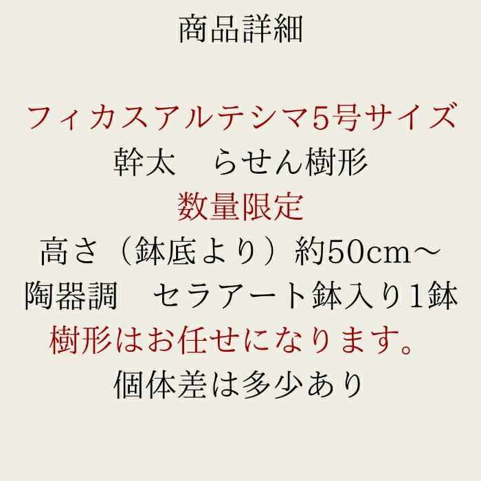 観葉植物現品販売