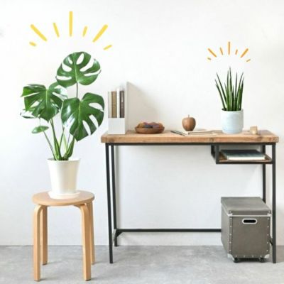 よっこさま専用割引 フィカス ベンガレンシス 極上 よっこさま専用割引 フィカス ベンガレンシス 極上 - メルカリ