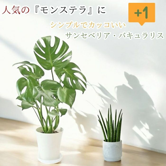 観葉植物現品販売