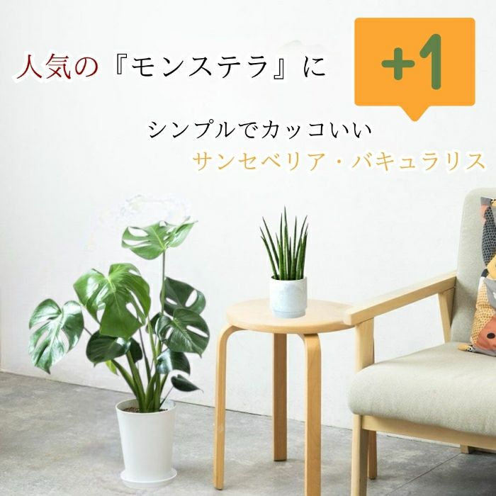 観葉植物現品販売