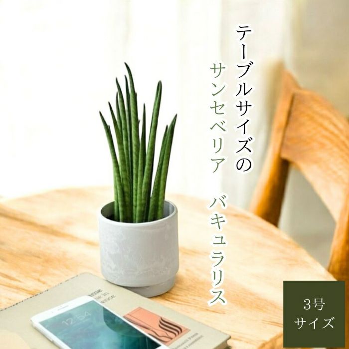 観葉植物現品販売