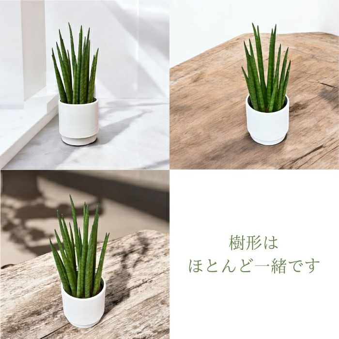 観葉植物現品販売
