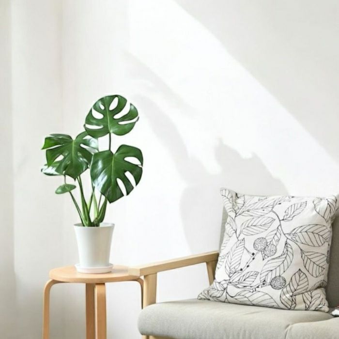 観葉植物現品販売