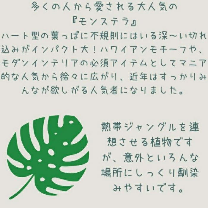 観葉植物現品販売