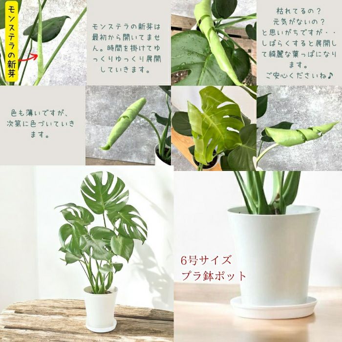 観葉植物現品販売