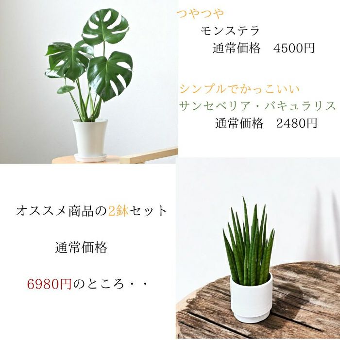 観葉植物現品販売