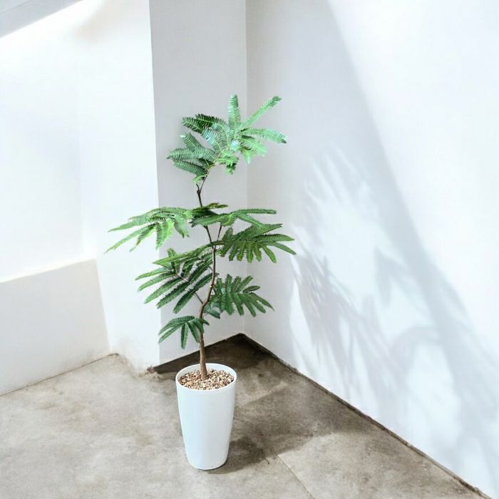 観葉植物現品販売