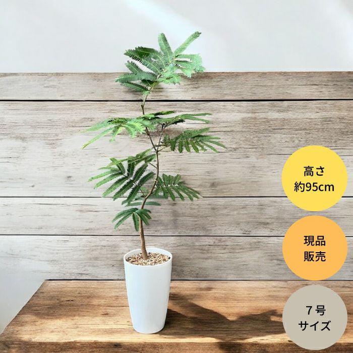 観葉植物現品販売