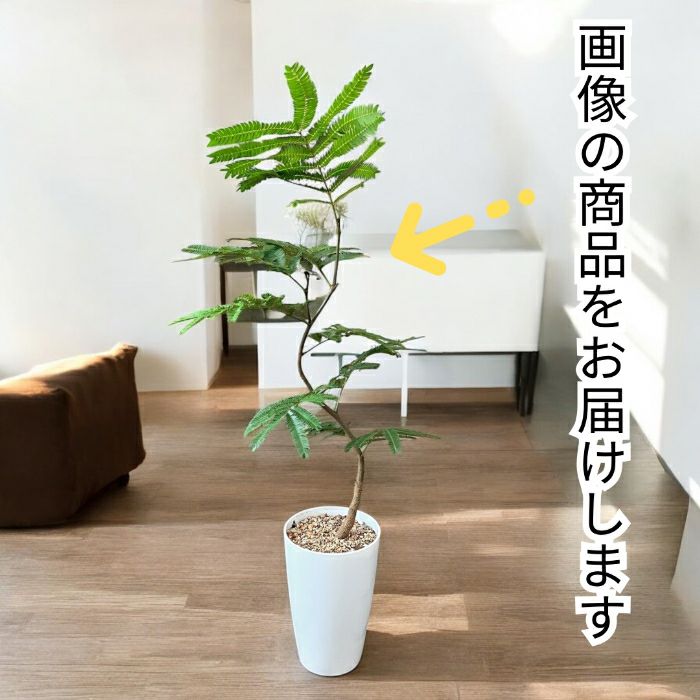 観葉植物現品販売