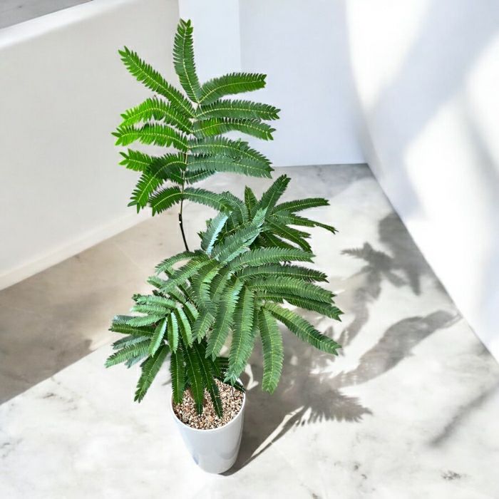観葉植物現品販売