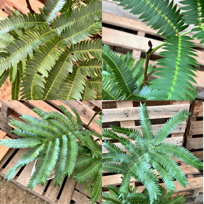観葉植物現品販売