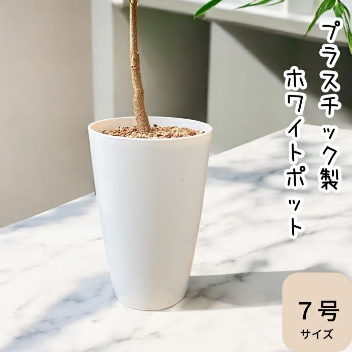 観葉植物現品販売