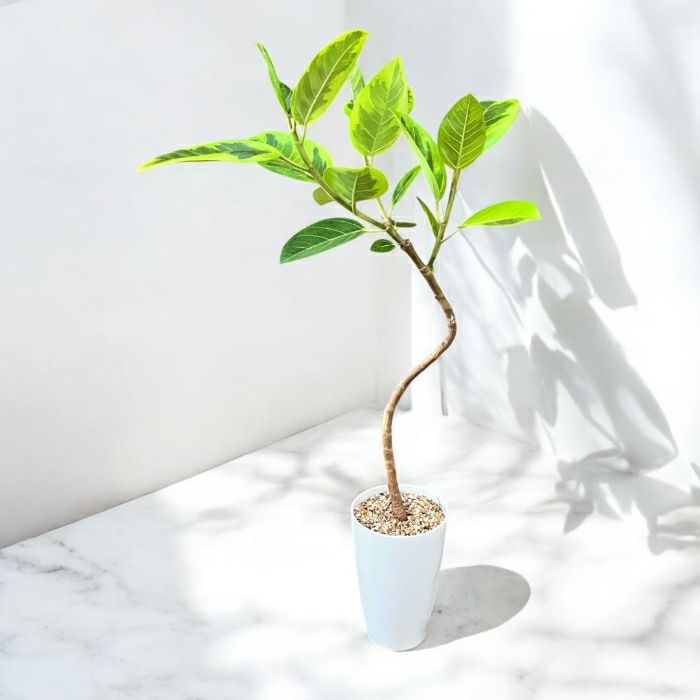 観葉植物現品販売