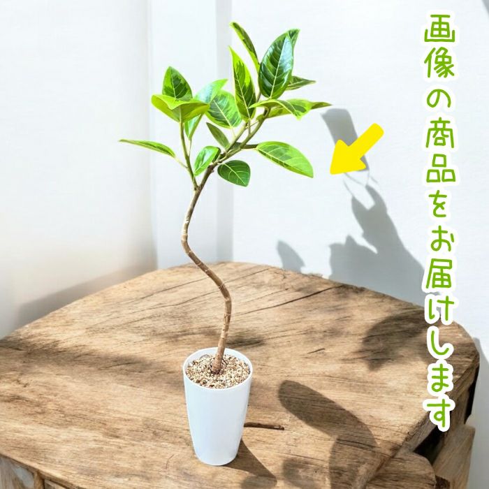 観葉植物現品販売