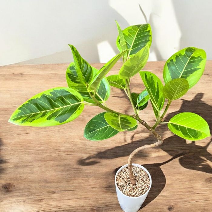 観葉植物現品販売