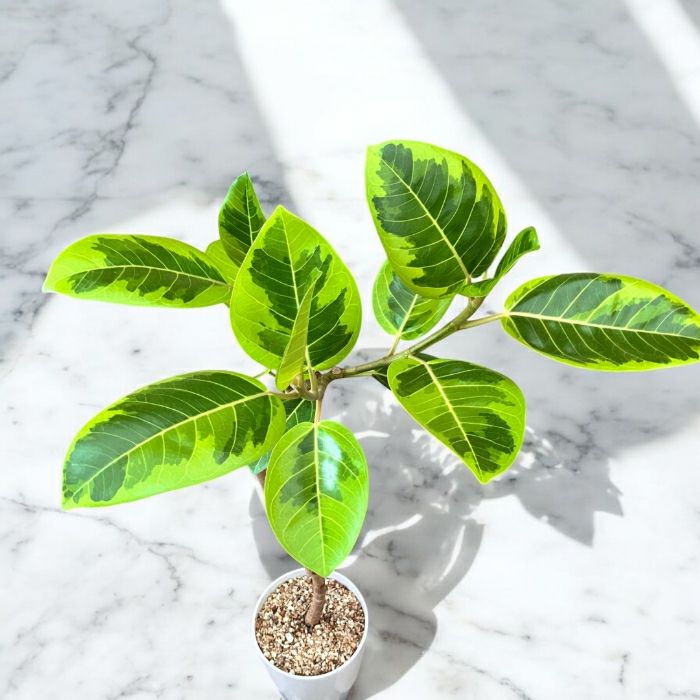 観葉植物現品販売