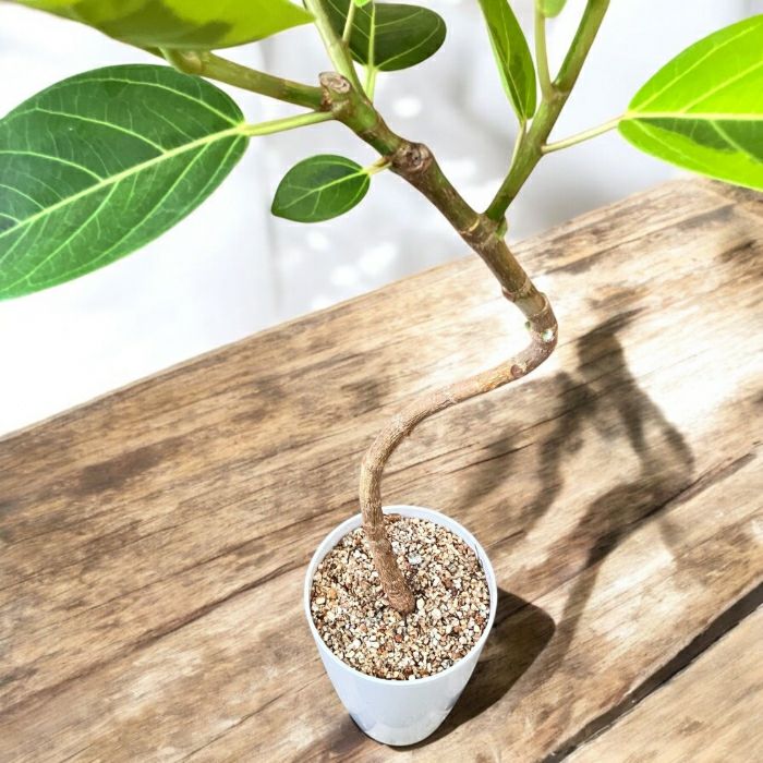 観葉植物現品販売